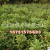 園林綠化苗木低價(jià)批發(fā) 法國冬青/珊瑚樹