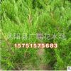 批發(fā)園林綠化苗木 嫁接龍柏樹苗 四季常青 庭院觀賞優(yōu)質(zhì)龍柏小苗