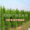蜀檜球苗批發(fā) 蜀檜小苗 綠化工程小苗 規(guī)格齊全