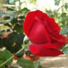 供應(yīng)優(yōu)質(zhì)花卉玫瑰苗觀賞玫瑰種苗6－13公分卡羅拉無病蟲害