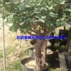 長(zhǎng)年供應(yīng)優(yōu)質(zhì)8公分月季樹(shù)玫瑰樹(shù)盆栽綠植花卉盆景量大從優(yōu)