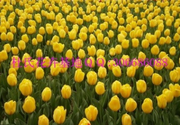 預定荷蘭進口花卉種球郁金香種球11－12 12+