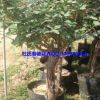 長(zhǎng)年供應(yīng)優(yōu)質(zhì)9公分月季樹(shù)玫瑰樹(shù)盆栽綠植花卉盆景量大從優(yōu)