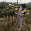 供應(yīng)優(yōu)質(zhì)直接粗4公分玫瑰樹 月季樹 樹型月季