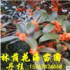 大量批發(fā)綠化工程景觀樹芳香植物紅桂花樹