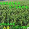 批發(fā)綠化苗木常綠灌木花卉植物杜鵑 2018年毛杜 杜鵑球新價(jià)格