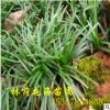 批發(fā) 極耐寒玉龍草 矮麥冬草 耐寒植物四季常青優(yōu)質(zhì)庭院地被植物