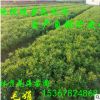 大量低價(jià)批發(fā)綠化苗木常綠灌木花卉植物杜鵑 杜鵑球 毛鵑球規(guī)格齊