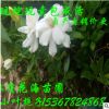 哪有小葉梔子海梔子賣 林蔭花海基地直銷常綠灌木花卉植物梔子花