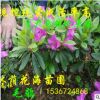 基地低價(jià)直銷常綠花卉植物常綠灌木杜鵑 毛鵑球 綠籬植物杜鵑苗