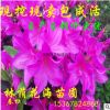 基地直銷綠化苗木花卉植物常綠灌木杜鵑苗 杜鵑球 毛杜鵑規格齊