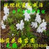 低價批發綠化苗木常綠灌木花卉植物杜鵑苗 毛杜鵑 毛鵑球 梔子球