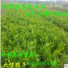 基地直銷綠化芳香花卉植物能夠凈化空氣的梔子花球 色塊苗梔子花