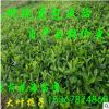 批發綠化芳香花卉植物能夠凈化空氣的梔子花苗 梔子花球 規格齊全