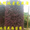 基地批發紅花繼木柱 庭院別墅園林綠化 紅花繼木柱新價格 量大優