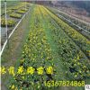 苗圃低價直銷綠化草本花卉營養缽苗三色錦 量大從優 承接租擺業務