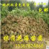 基地低價直銷常綠花卉植物杜鵑 毛鵑球 綠籬植物杜鵑苗 規格齊全