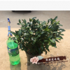 梔子花盆栽 大葉小葉桅子花苗牡丹梔子花 盆栽花卉綠植 芳香植物