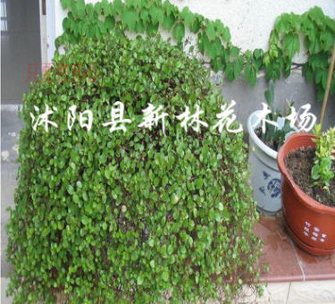 千葉吊蘭 四季常青綠植花卉 盆景客廳盆栽