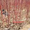 綠化苗木批發 紅瑞木 花灌木 樹形優美 規格繁多