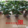 批發零售盆栽花卉 發財樹 高25-30厘米左右 小型綠植 凈化空氣