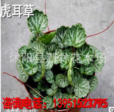 批發供應虎耳草 觀葉植物 綠化苗木批發