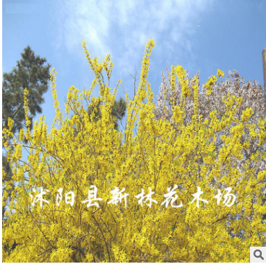 批發供應連翹苗木 爬藤花卉苗木 量大從優