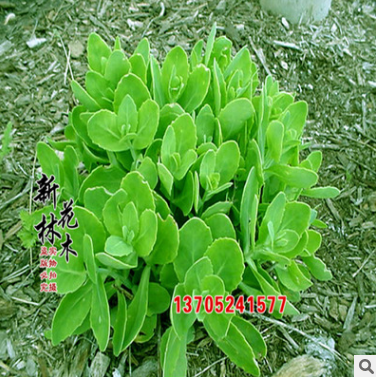 批發供應八寶景天 可成坪 地被色帶 批發綠化苗木