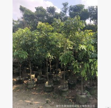 水果苗。龍眼基地