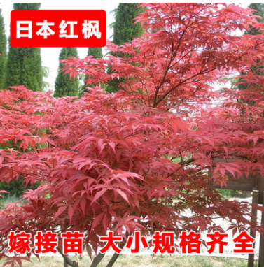 紅楓樹苗 日本紅楓苗 庭院綠化樹 盆栽樹苗