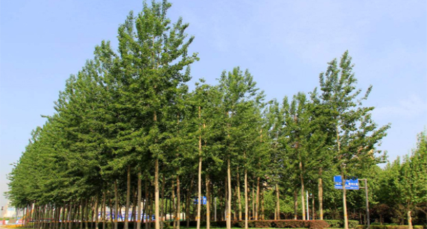苗木移栽 園林綠化苗木種植技術(shù)措施