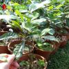 神秘果苗 4-5年樹苗 蜜拉圣果 奇跡果 變味果 專業(yè)種植批發(fā)供應(yīng)