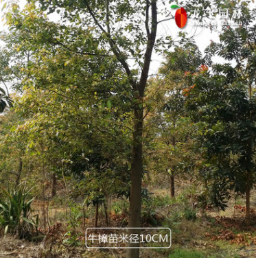 龍飛園林牛樟樹苗米徑10cm 臺灣頻危滅絕樹種 培育牛樟芝廠家直供