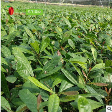 神秘果 1年樹苗盆栽 批發供應珍稀蜜拉圣果 變味果 四季開花果苗