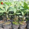神秘果 2年樹苗 珍稀蜜拉圣果樹 奇跡果 變味果 龍飛園林批發(fā)供應(yīng)
