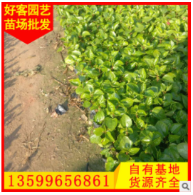 扶桑求購扶桑盆栽地栽 規格齊全20-120cm