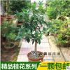 流蘇嫁接桂花樹苗 日香桂 金桂 丹桂 沉香桂庭院盆栽地栽桂花小苗