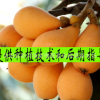果樹苗枇杷樹苗特晚熟大果枇杷大五星白沙枇杷枇6年苗當年結(jié)果