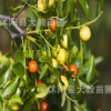 果樹苗 酸棗樹苗嫁接 南北方種植樹苗 當年結果