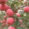 果樹基地 蘋果苗 紅富士 金冠嫁接好二年苗 果大香甜