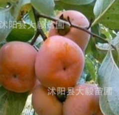正品批發(fā) 冬棗樹苗批發(fā) 量大價格優(yōu)惠