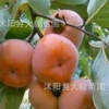 正品批發 冬棗樹苗批發 量大價格優惠