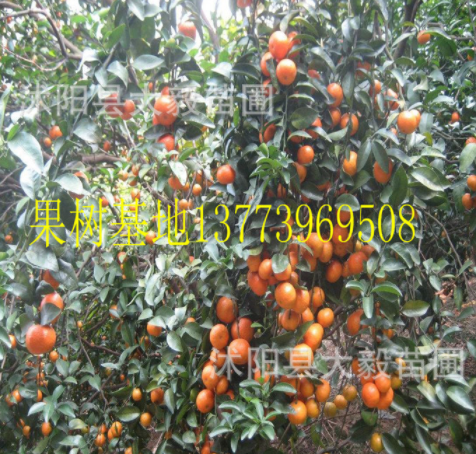 果樹苗 橘子樹苗 無籽沙糖桔 柑橘樹苗 當(dāng)年結(jié)果