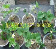 四季草莓苗 攀援草莓苗盆栽草莓苗 水果草莓苗 當(dāng)年結(jié)果