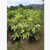 福建奧洲鴨腳木漳州奧洲鴨腳木基地奧洲鴨腳木價格