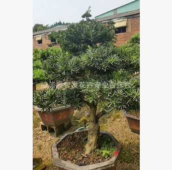 批發羅漢松