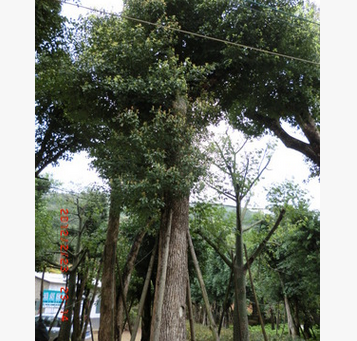 福建香樟批發福建香樟基地福建香樟價格