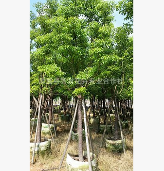 移植全冠香樟批發