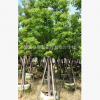 移植全冠香樟批發