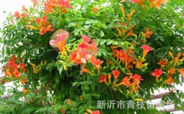 場家批發綠化苗木花卉喬木花灌木色塊宿根類凌霄 歡迎咨詢